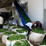 برداشت بیش از ۱۵هزار تن برگ سبز چای در رودسر