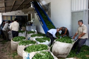 برداشت بیش از ۱۵هزار تن برگ سبز چای در رودسر
