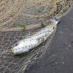 ۲۰ تن ماهیان استخوانی در سواحل رودسر صید شد