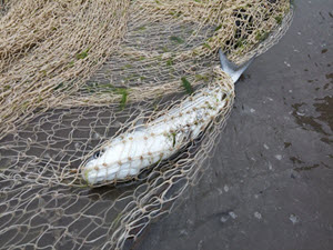 ۲۰ تن ماهیان استخوانی در سواحل رودسر صید شد
