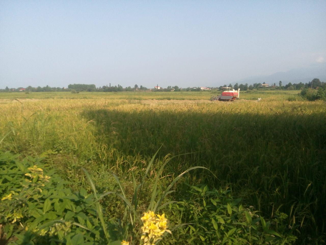 اولین برداشت محصول برنج گیلاکجان در سال ۱۳۹۵