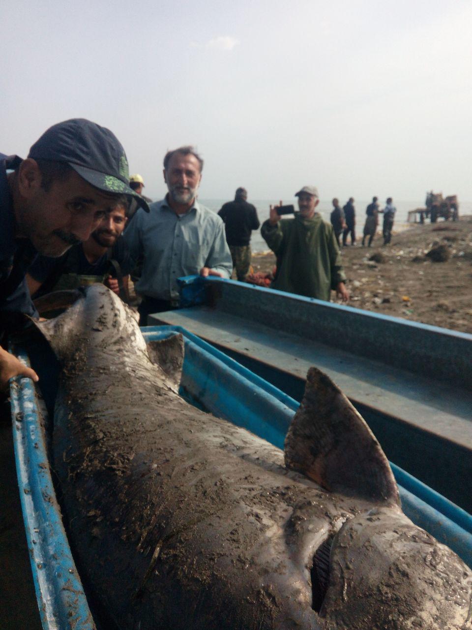 صید فیل ماهی عظیم الجثه توسط صیادان پرتلاش گیلاکجانی