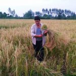 اولین برداشت برنج از زمین های شالی گیلاکجان در سال ۱۴۰۰