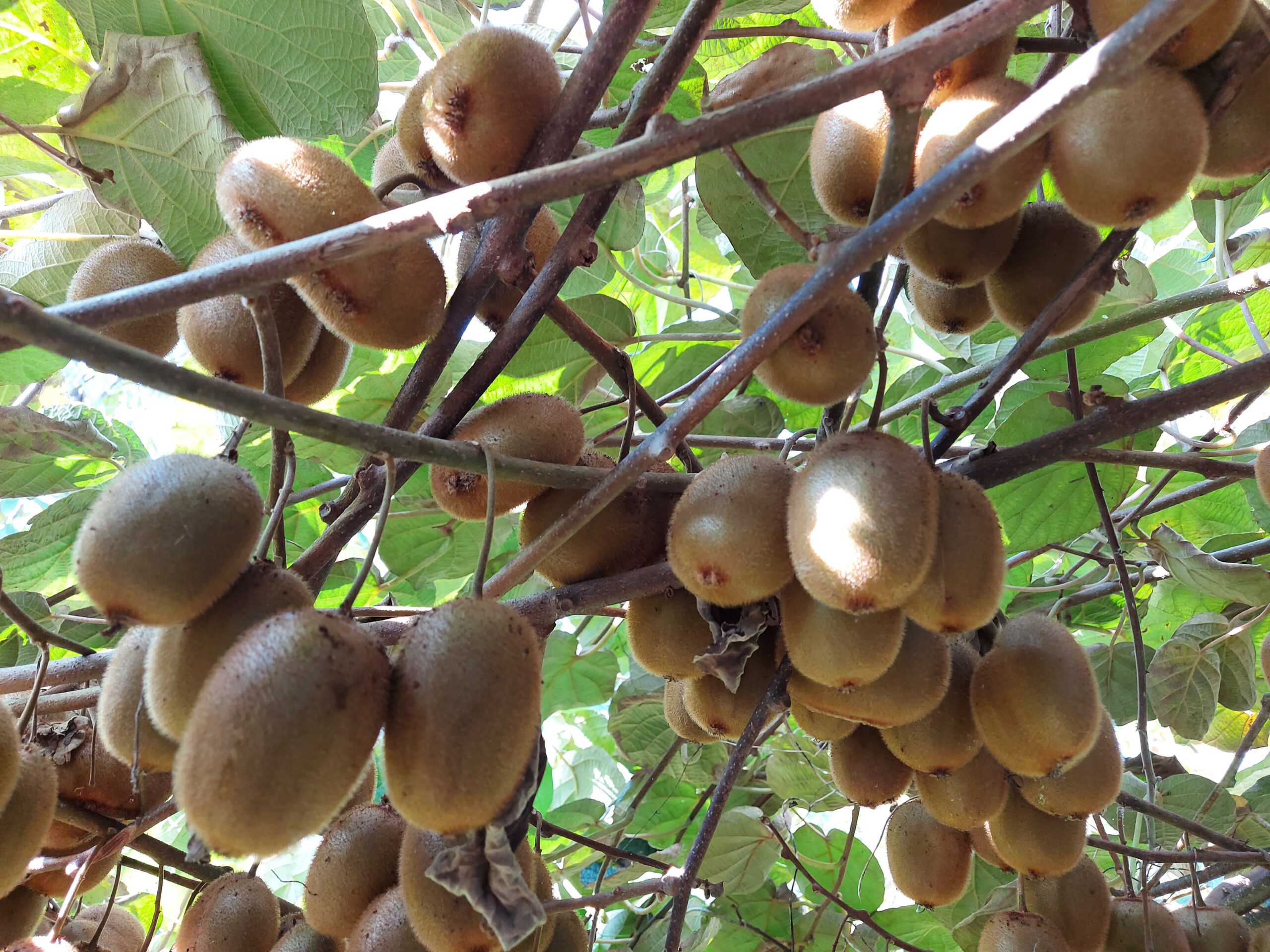 برداشت محصول کیوی از باغات گیلاکجان در پاییز ۱۴۰۱